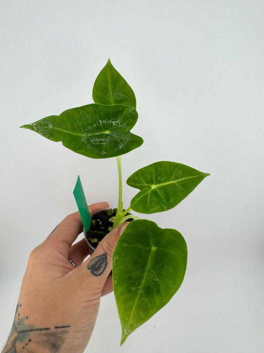 Alocasia Frydek