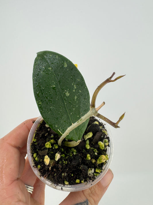 Hoya RHM-112 (LP4 x RHM-001)