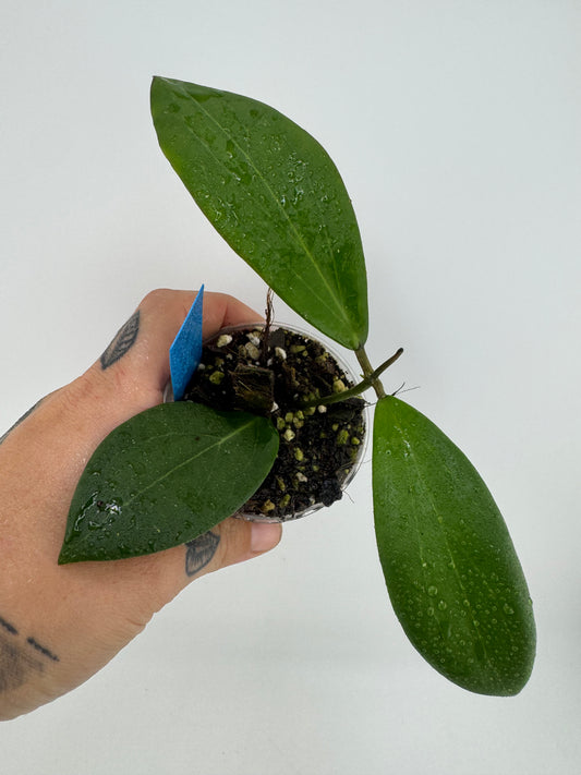 Hoya Merrillii