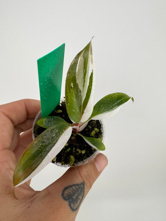 Philodendron variegated Red Anderson