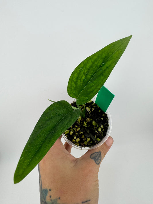 Monstera Barrieri