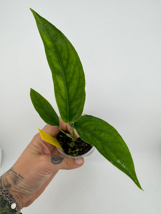 Monstera Obliqua ‘No ID’