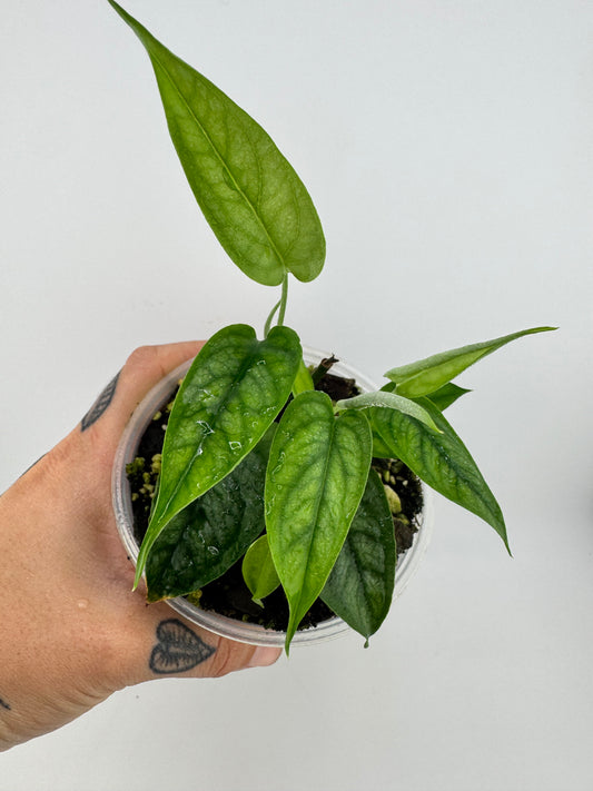 Monstera siltpecana