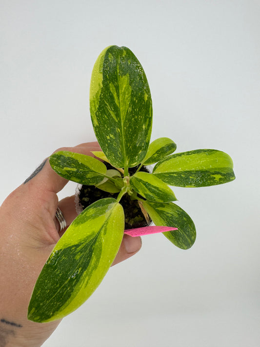 Philodendron variegated Green Congo nuclear