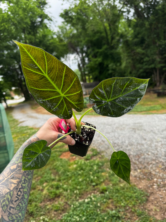 Alocasia Regal Shield