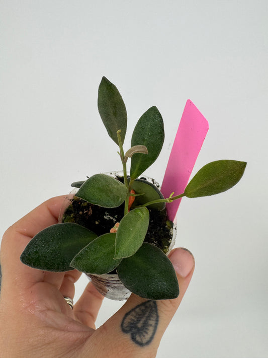 Hoya aff. Burtoniae