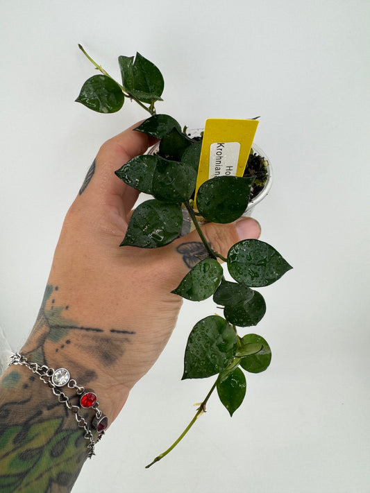 Hoya Krohniana splash