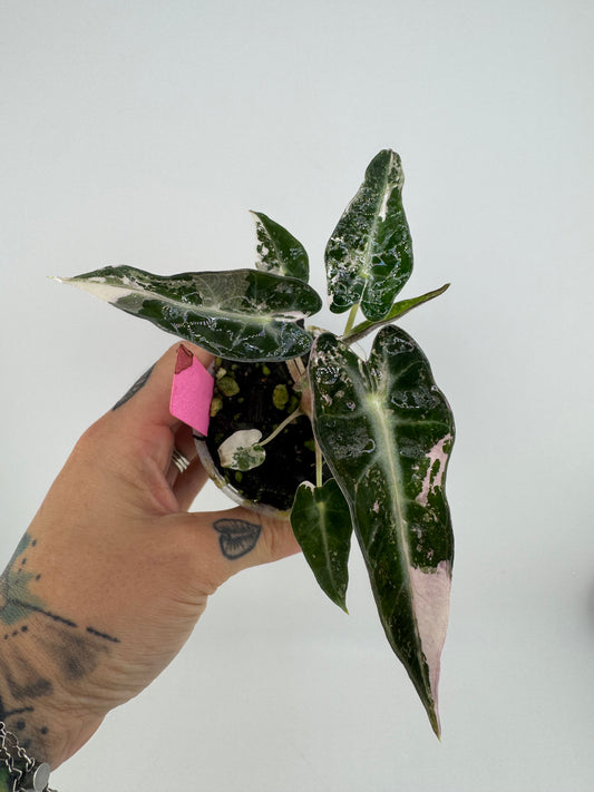 Variegated Alocasia Bambino Albo/Pink