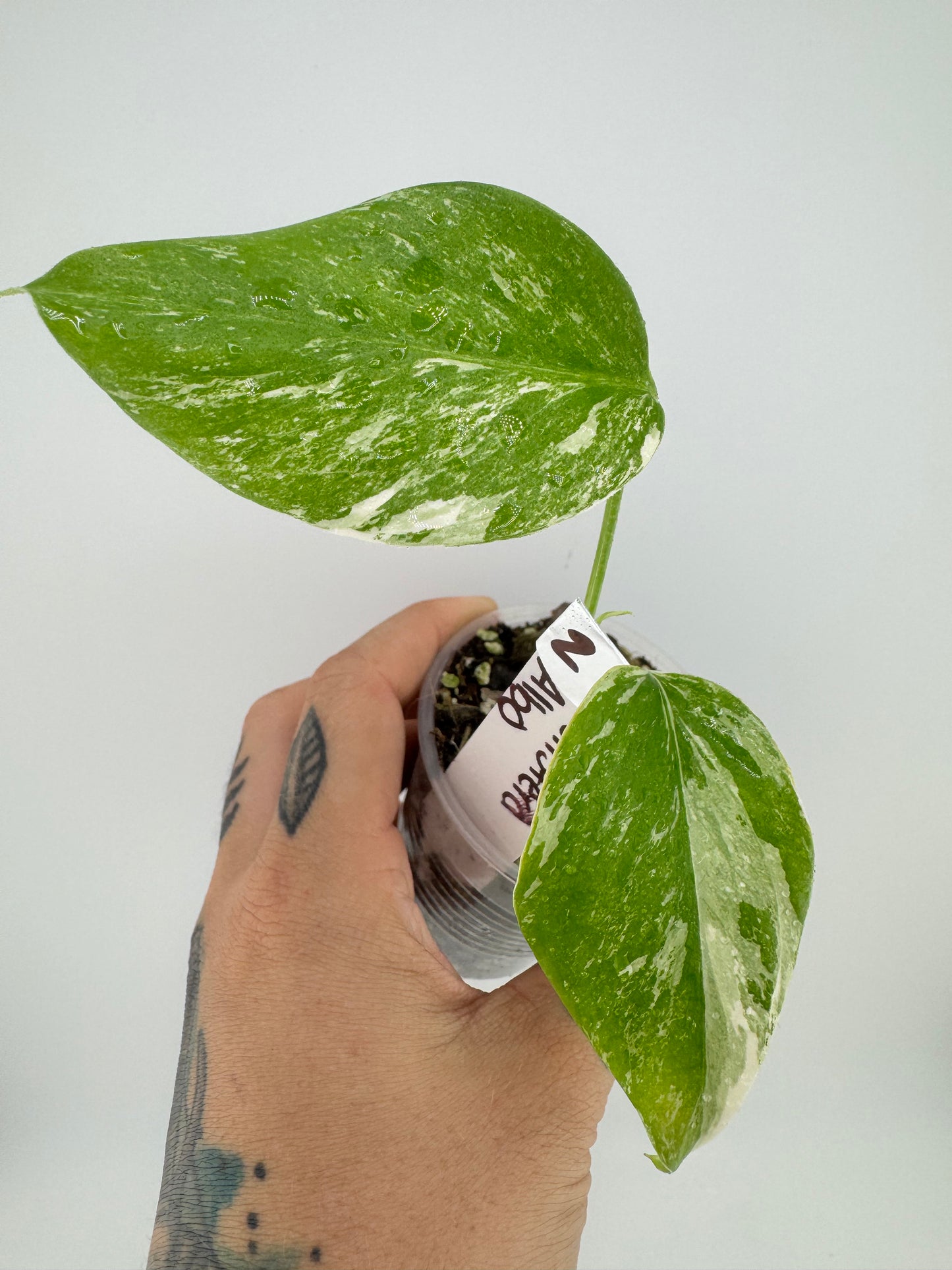 Monstera Deliciosa (borsigiana) Albo Variegated #2