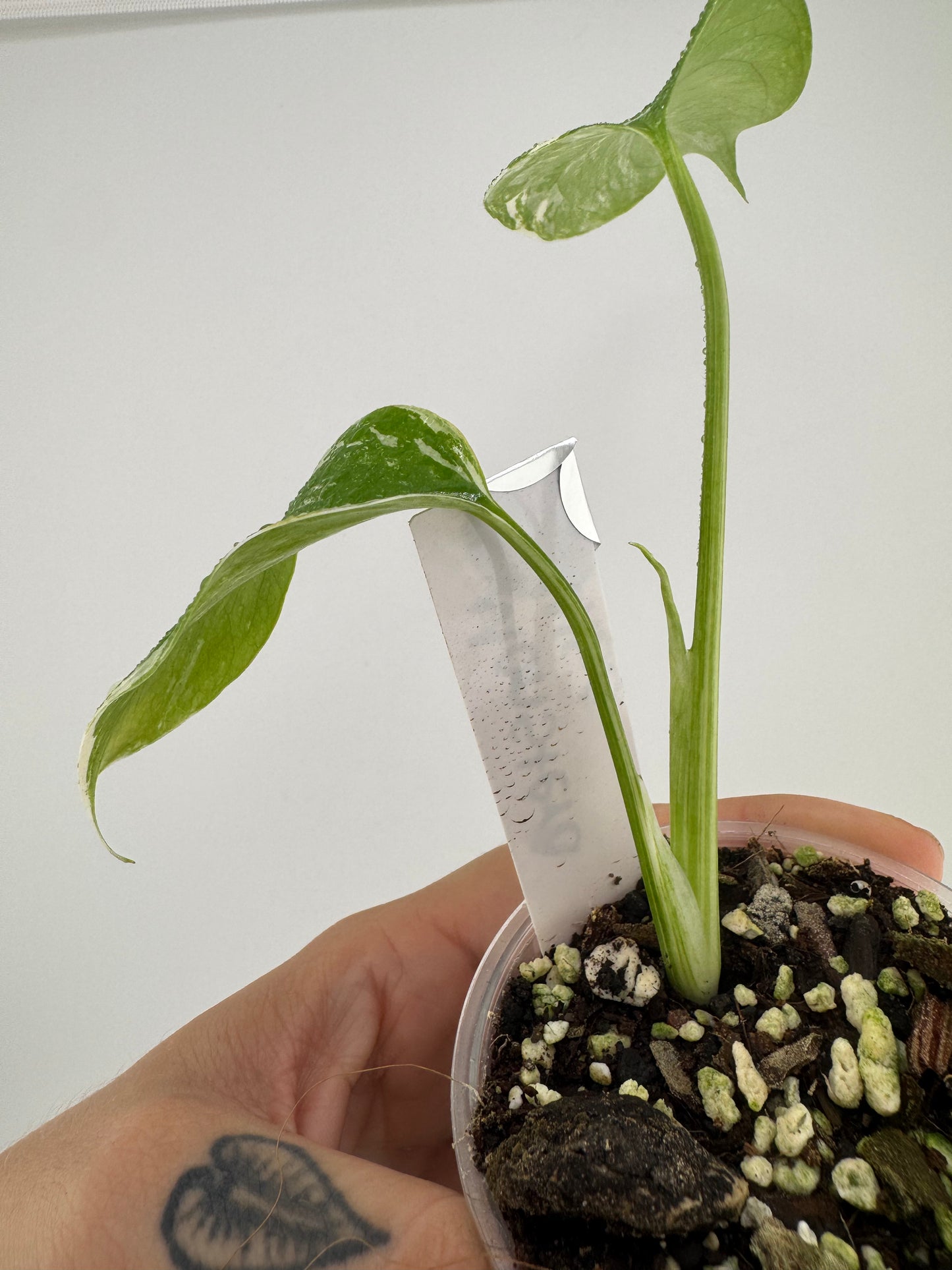 Monstera Deliciosa (borsigiana) Albo Variegated #2