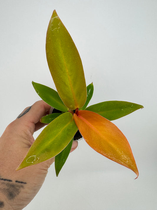 Philodendron Prince of Orange