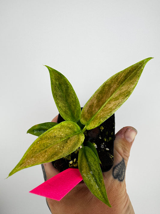 Philodendron Variegated Subhastum