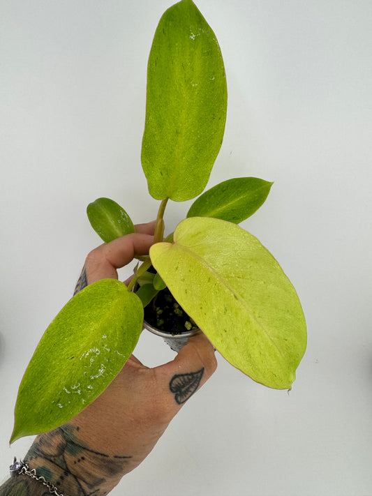 Philodendron Snowdrift