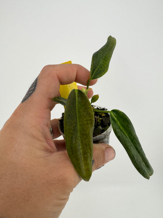 Philodendron Gigas
