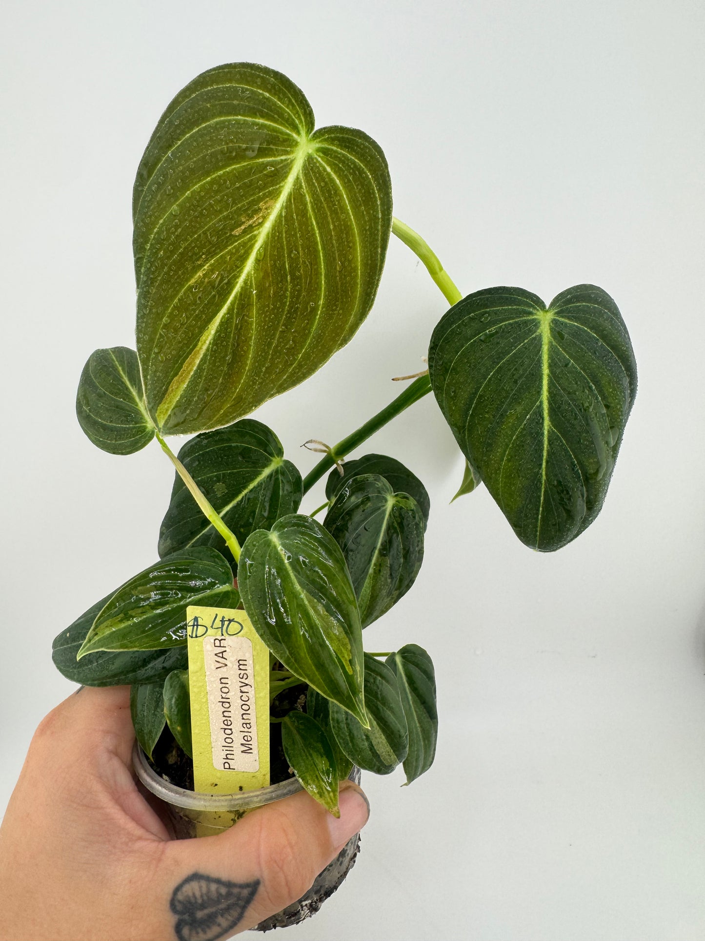 Variegated Philodendron Melanocrysm