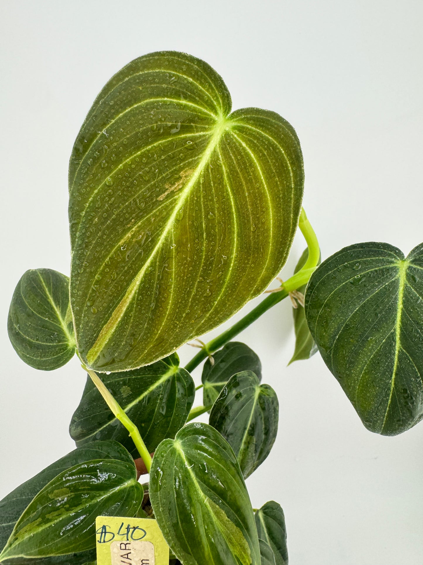 Variegated Philodendron Melanocrysm