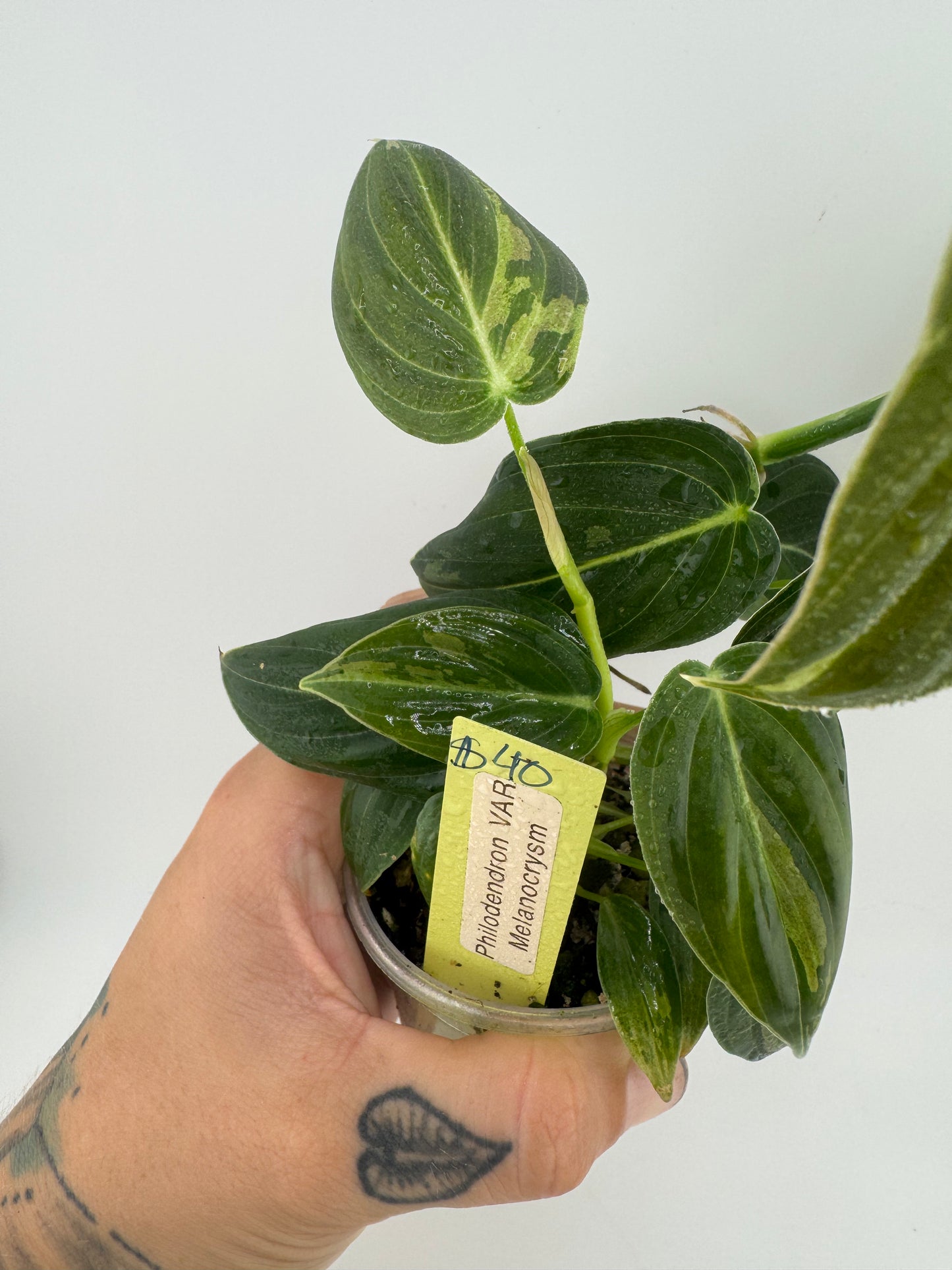 Variegated Philodendron Melanocrysm