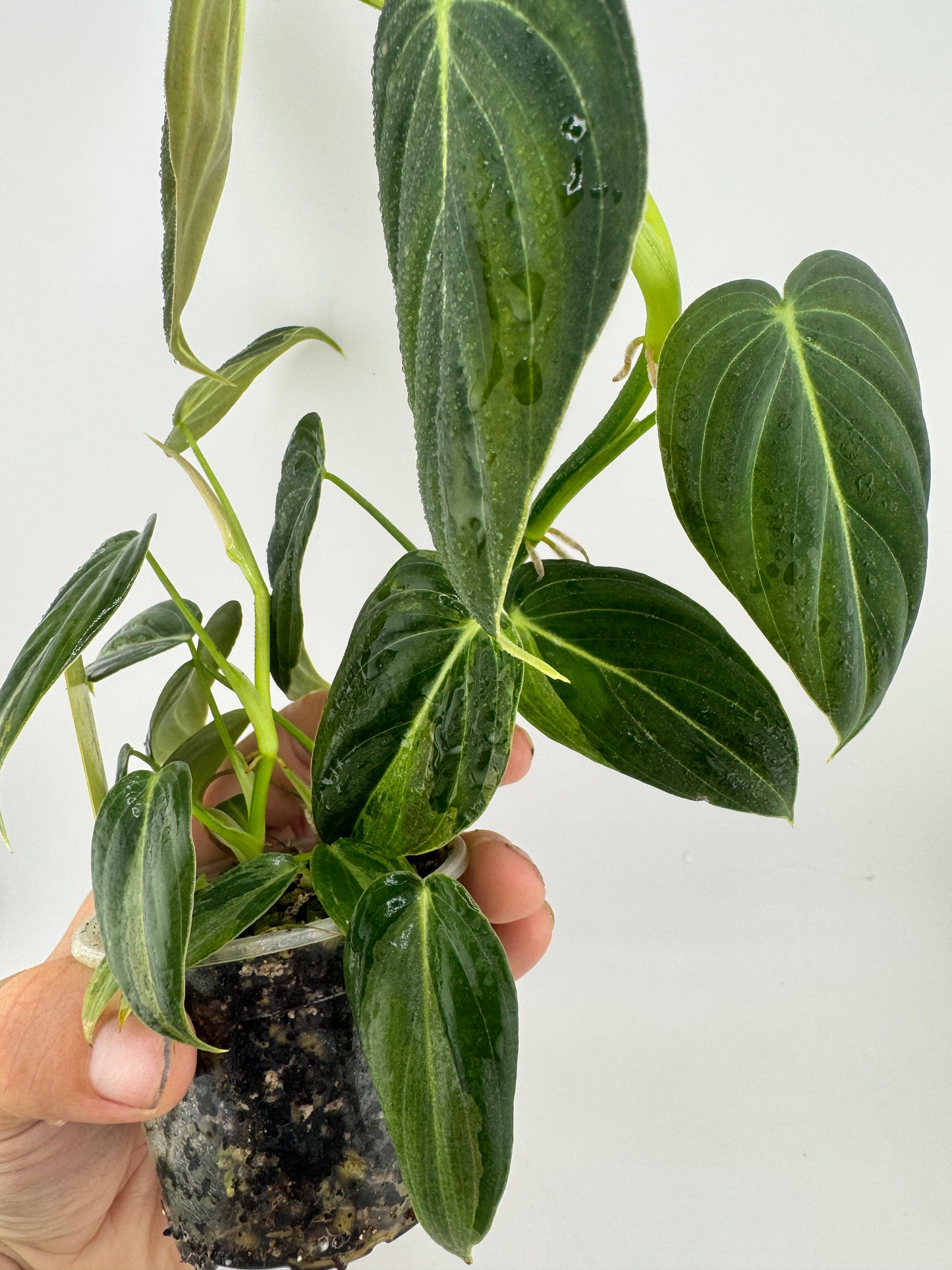 Variegated Philodendron Melanocrysm