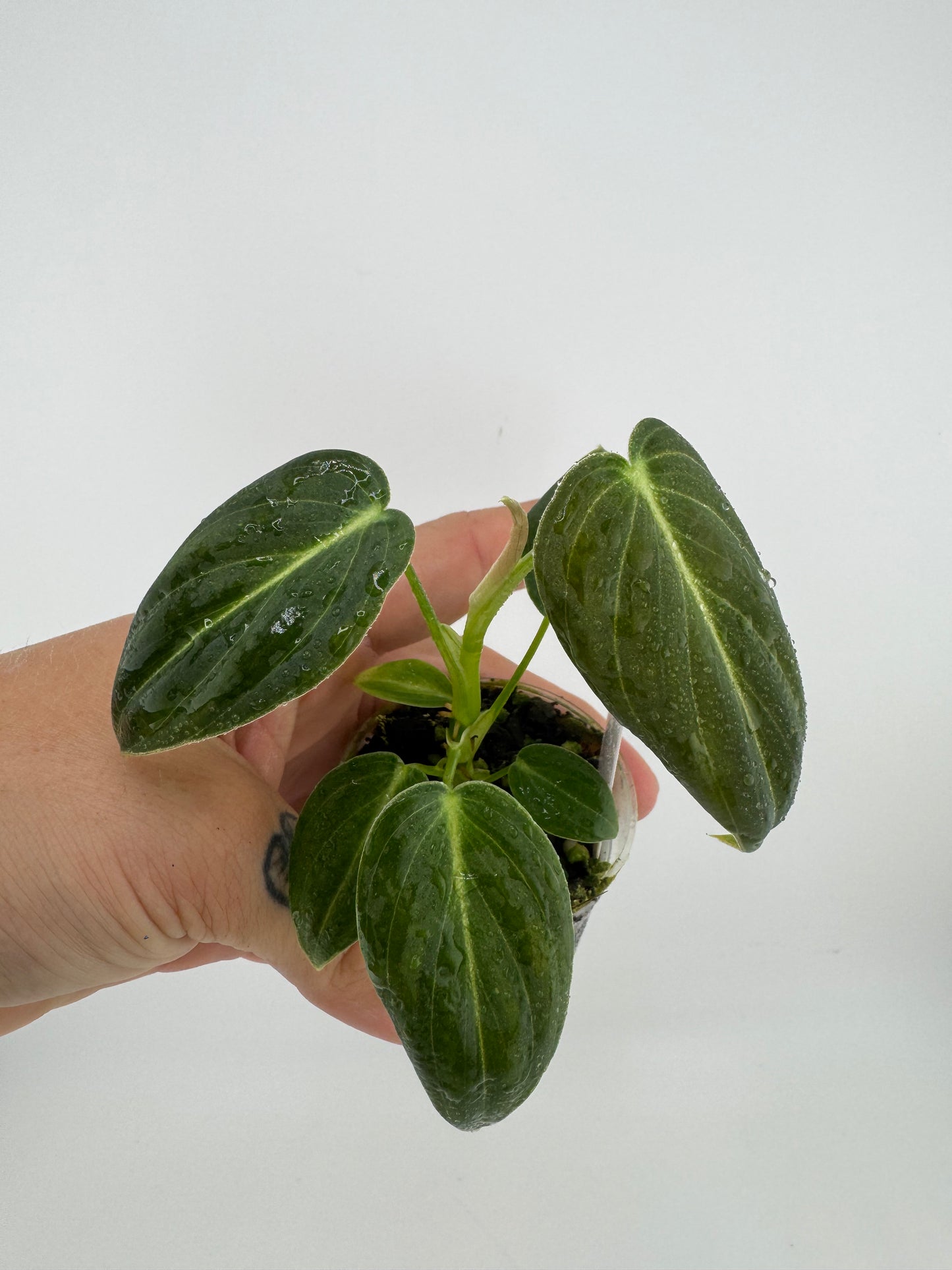Philodendron Melanocrysum