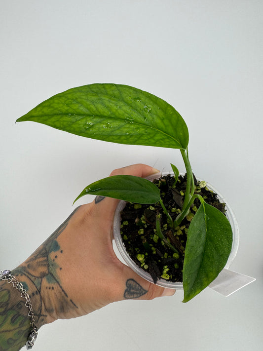 Pothos ‘Baltic Blue’