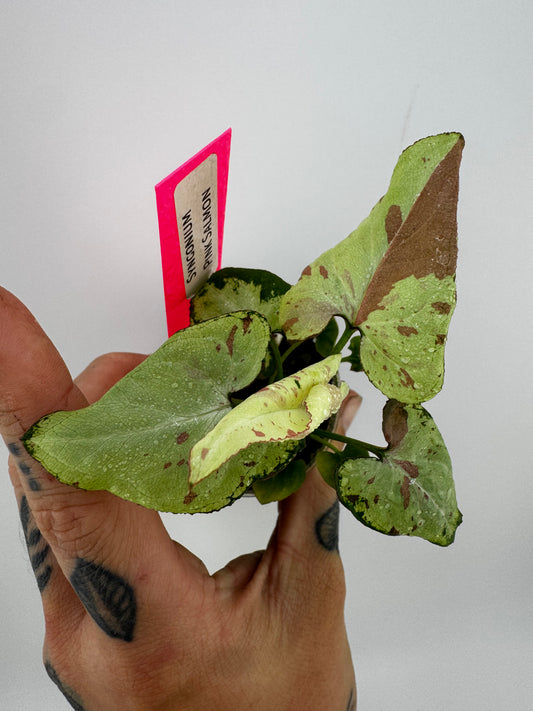 Syngonium Pink Salmon