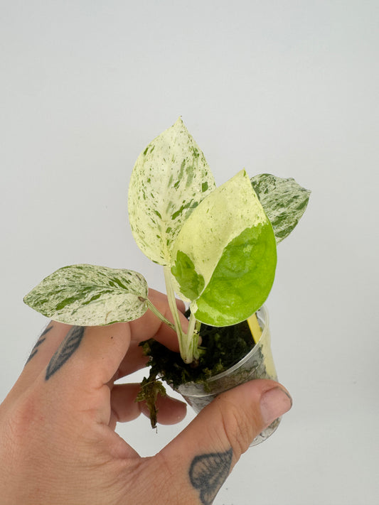 Epipremnum Pinnatum ‘Marble’ Variegated