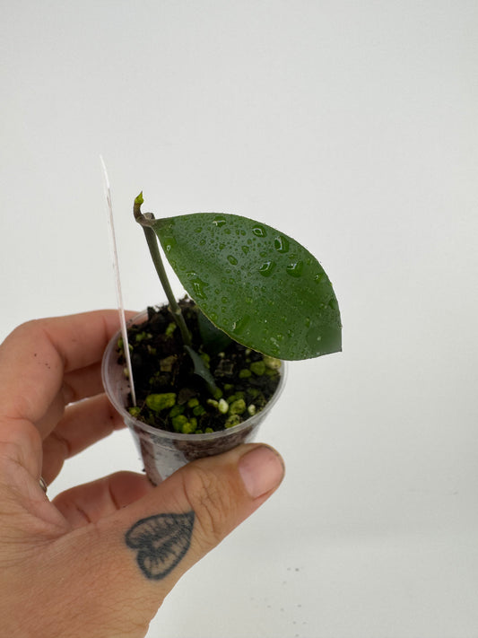 Hoya sipitangenis