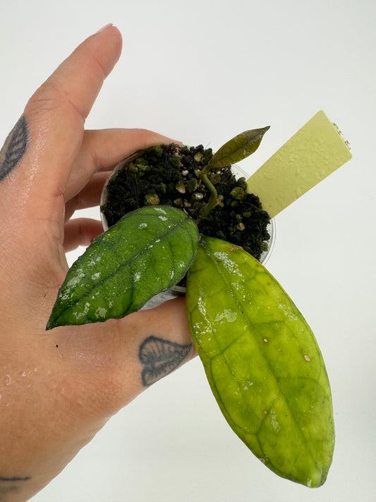 Hoya Callistophylla