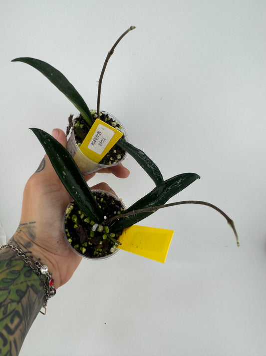 Hoya Minibelle