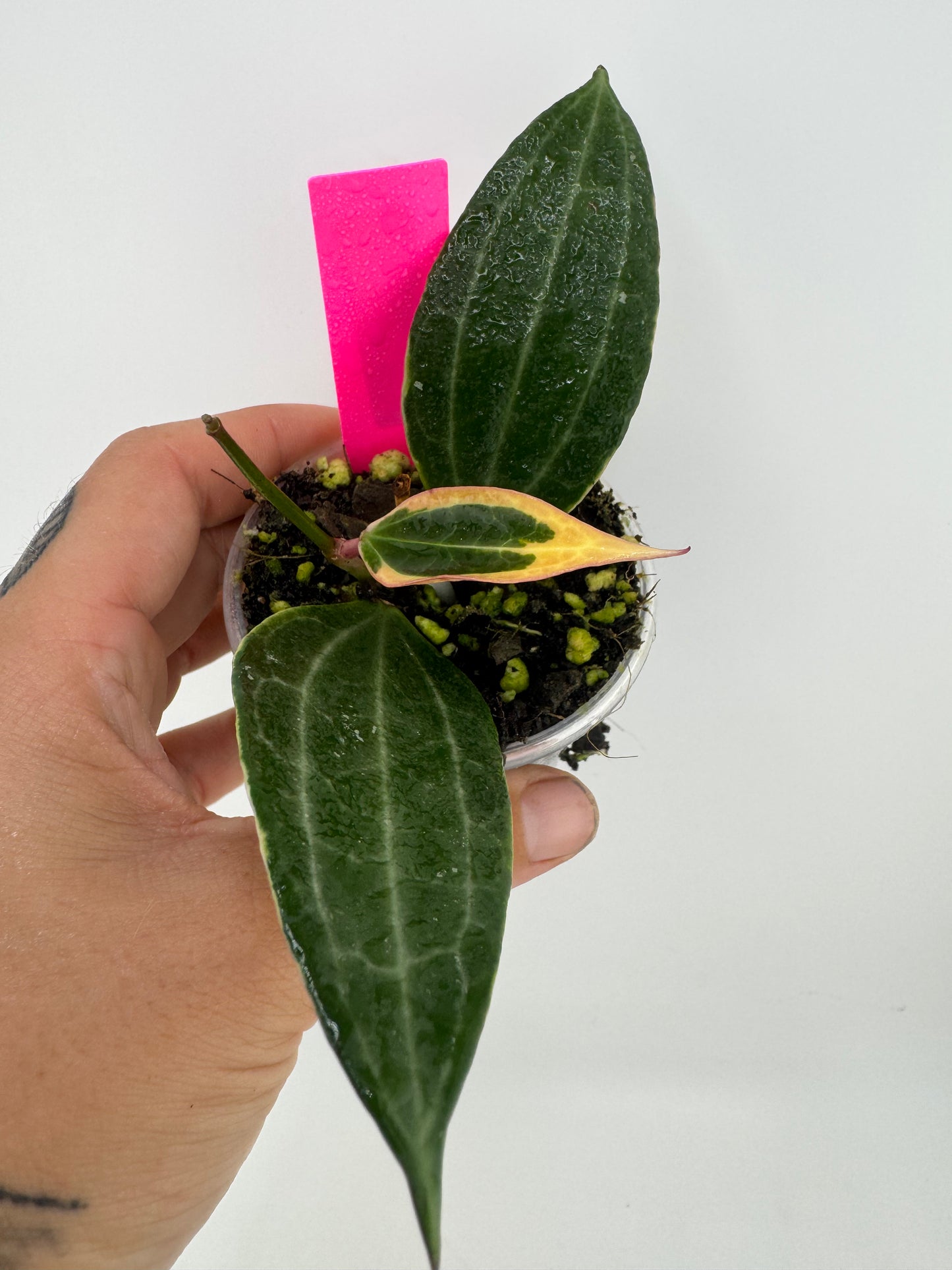 Hoya Latifolia (macrophylla) outer variegated