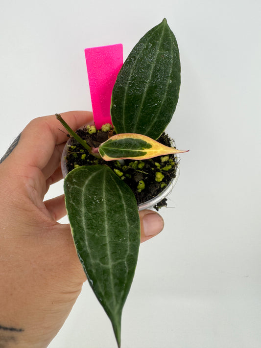 Hoya Latifolia (macrophylla) outer variegated