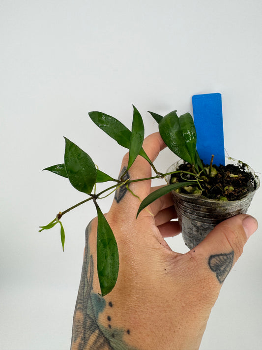 Hoya Pola