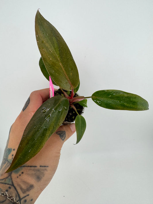 Philodendron Pink Princess marble Low color