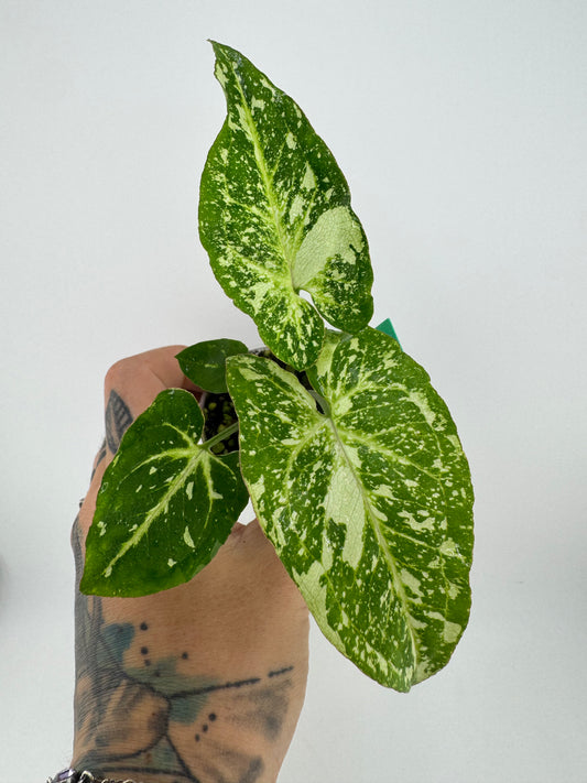 Syngonium Panda ‘galaxy’