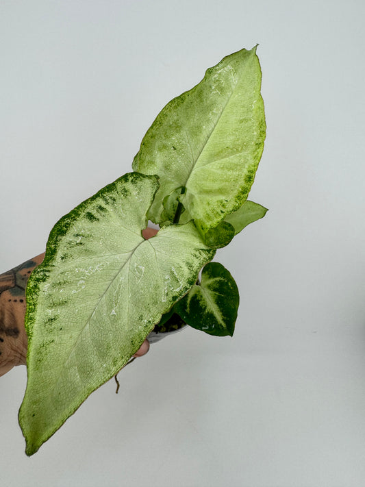 Syngonium Panda
