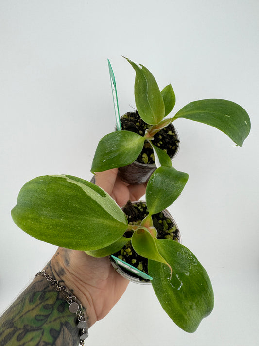 Philodendron White Knight