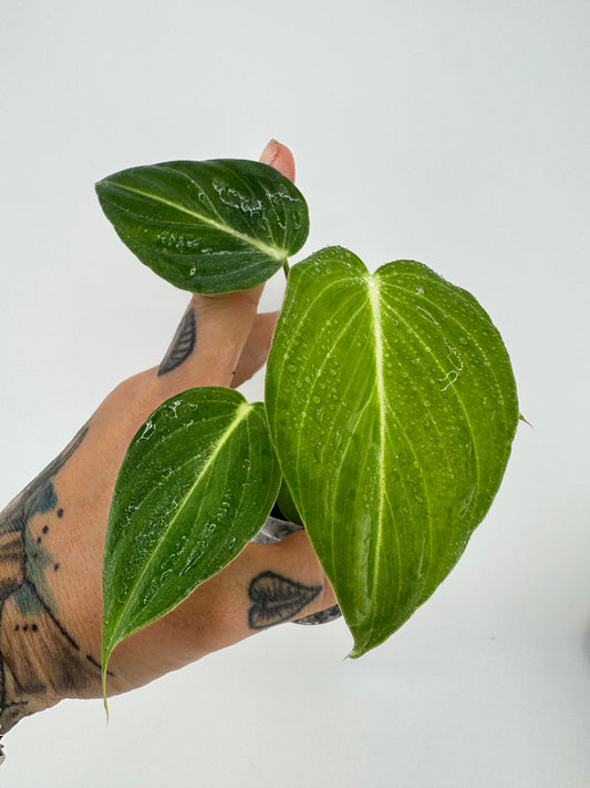 Philodendron Glorious  (melanocrysm x gloriosum)