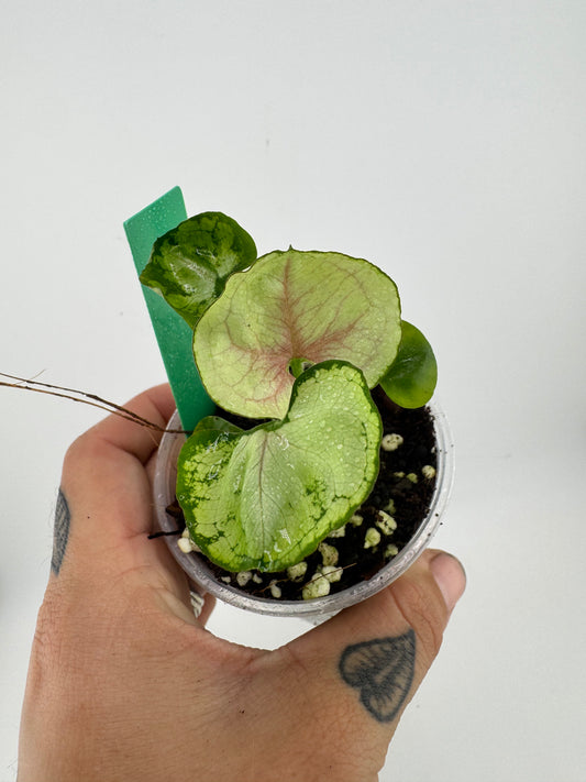 Syngonium Variegated Green Splash