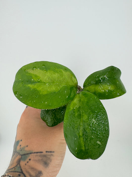 Hoya Obovota Picta inner variegated