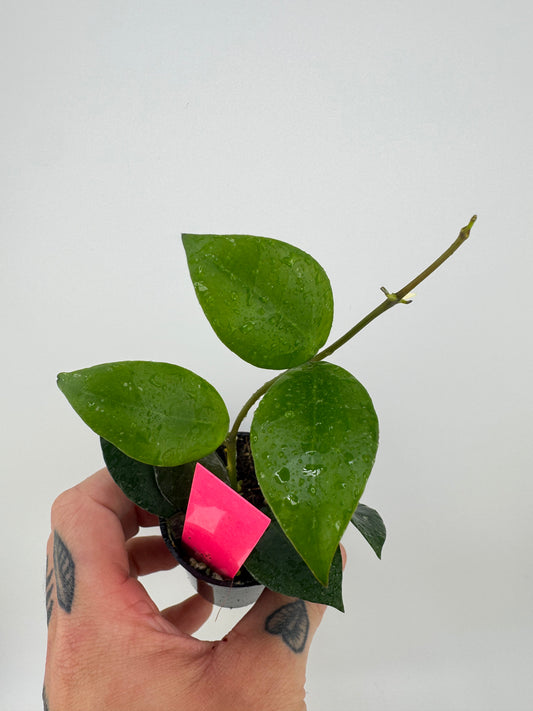 Hoya Lacunosa Purple Flower
