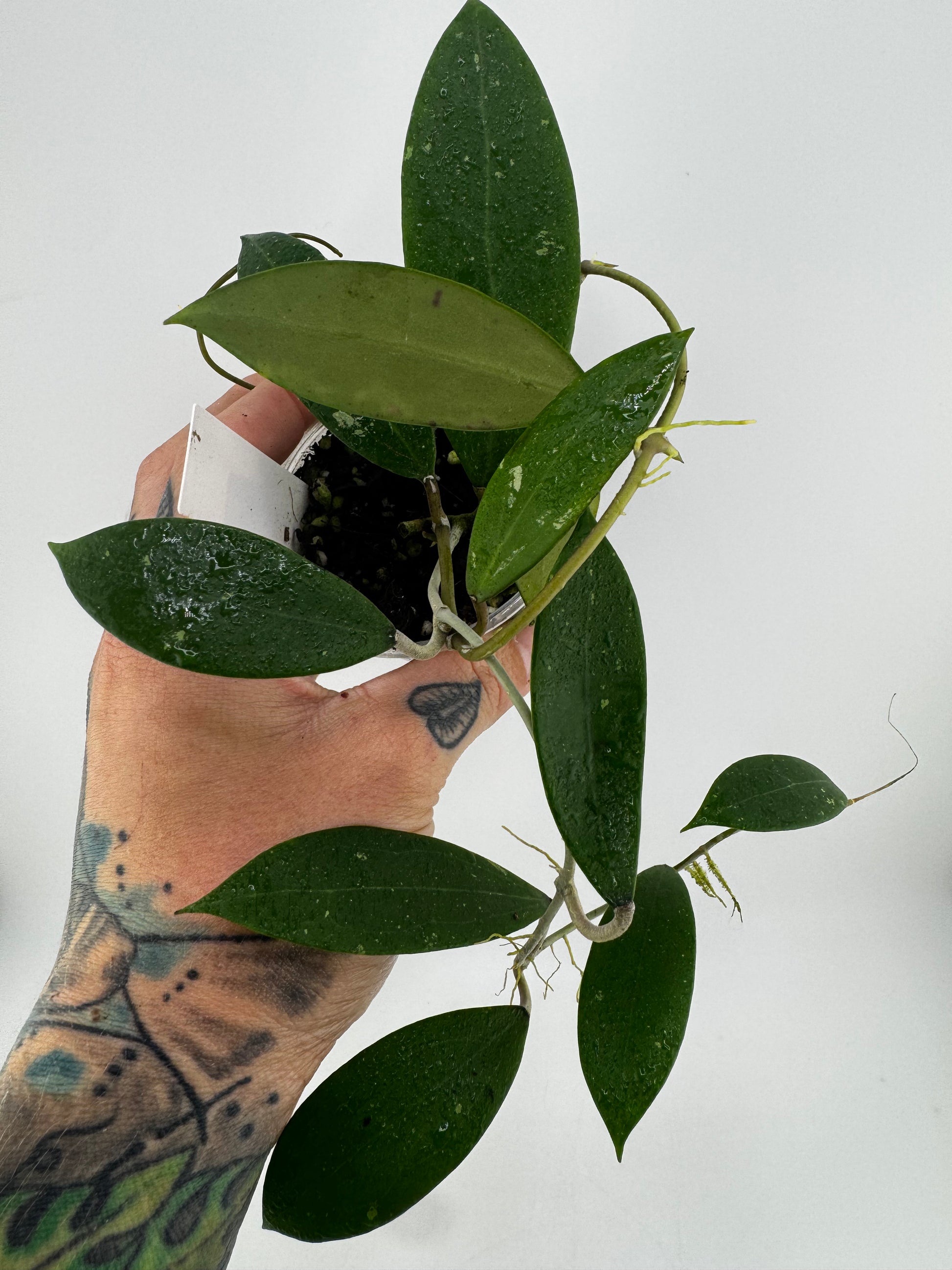 Hoya AH-001 'Vietnam' splash – Priest's Plant Paradise