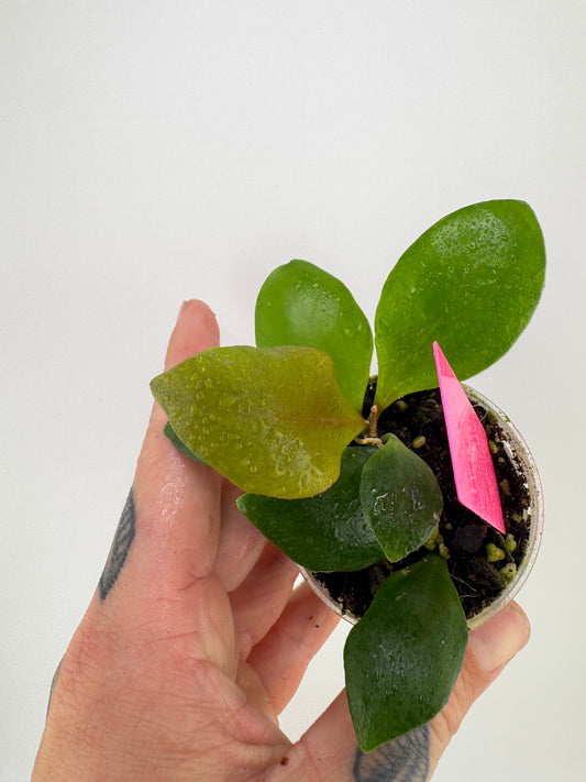 Hoya Brevialata