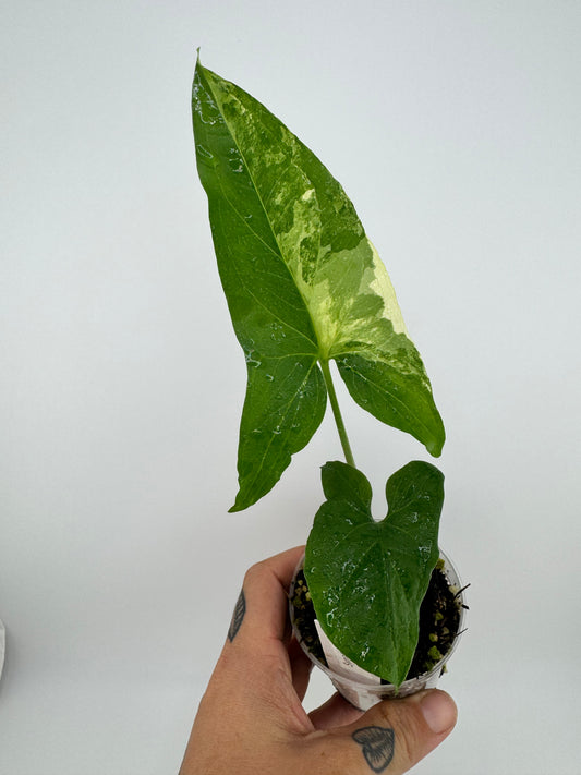 Syngonium Albo