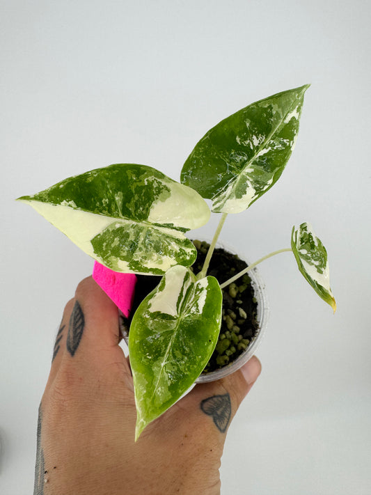 Alocasia Frydek Variegated Albo