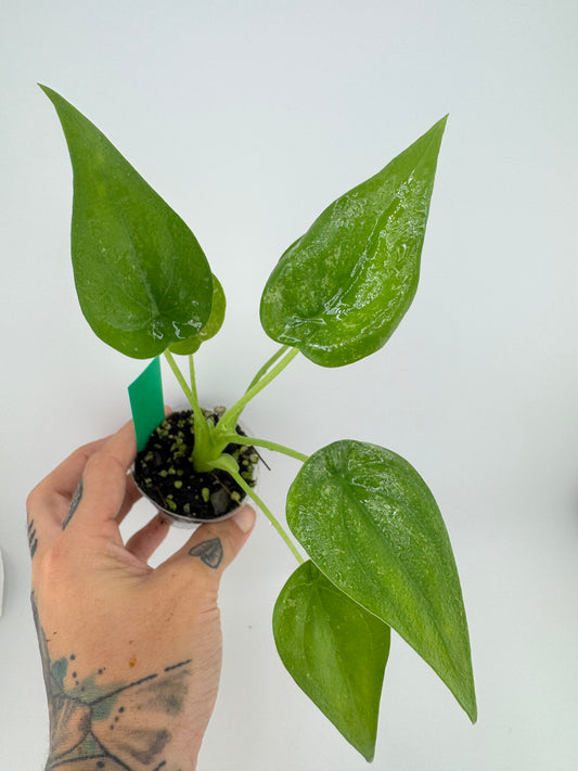 Alocasia  Culcullata mint Variegated (low color)