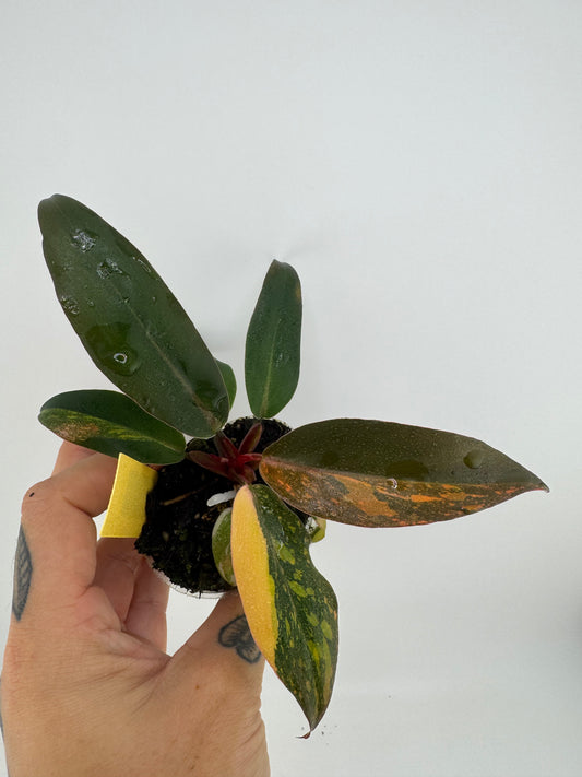 Philodendron Variegated Orange Princess