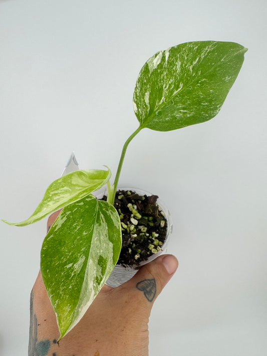 Monstera Deliciosa (borsigiana) Albo Variegated #2