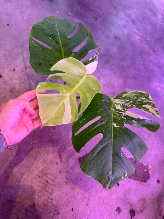 Monstera Deliciosa (borsigiana) Albo Variegated #3