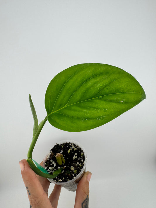 Monstera sp. Límon