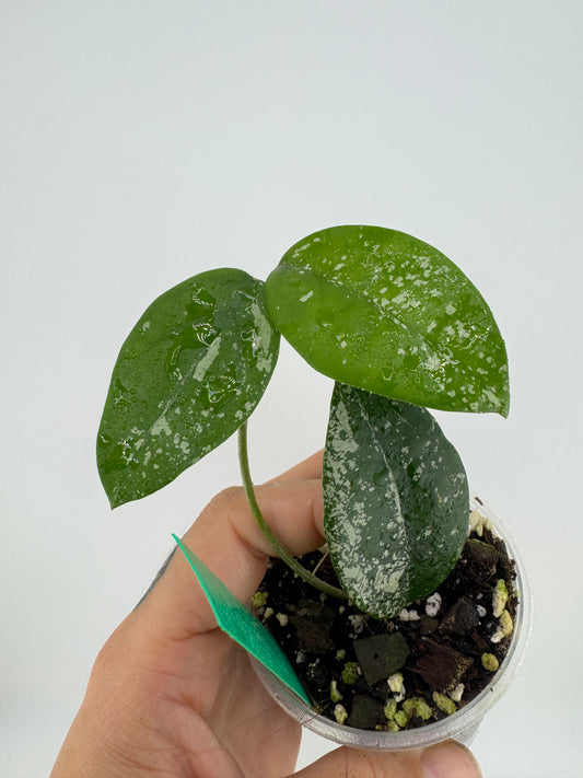 Hoya Carnosa ‘Freckles’